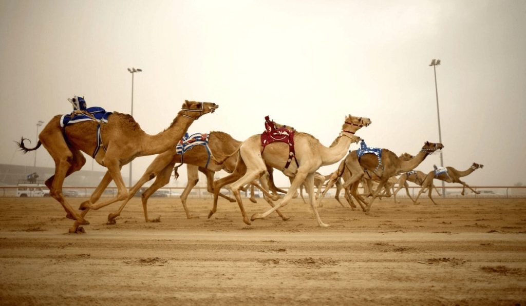 Camel Racing and Falconry Demonstrations