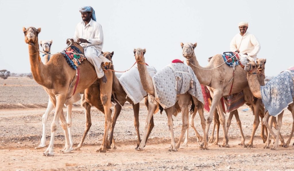 Unique Camel Ride Experiences