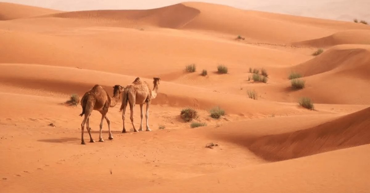 How Does Dubai Preserve its Desert Ecosystem During Safari Activities