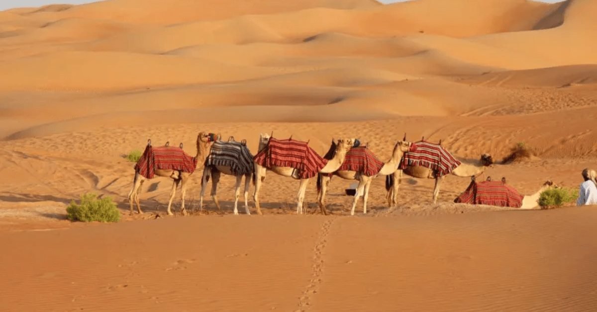 How to Capture the Perfect Desert Safari Dubai Moments