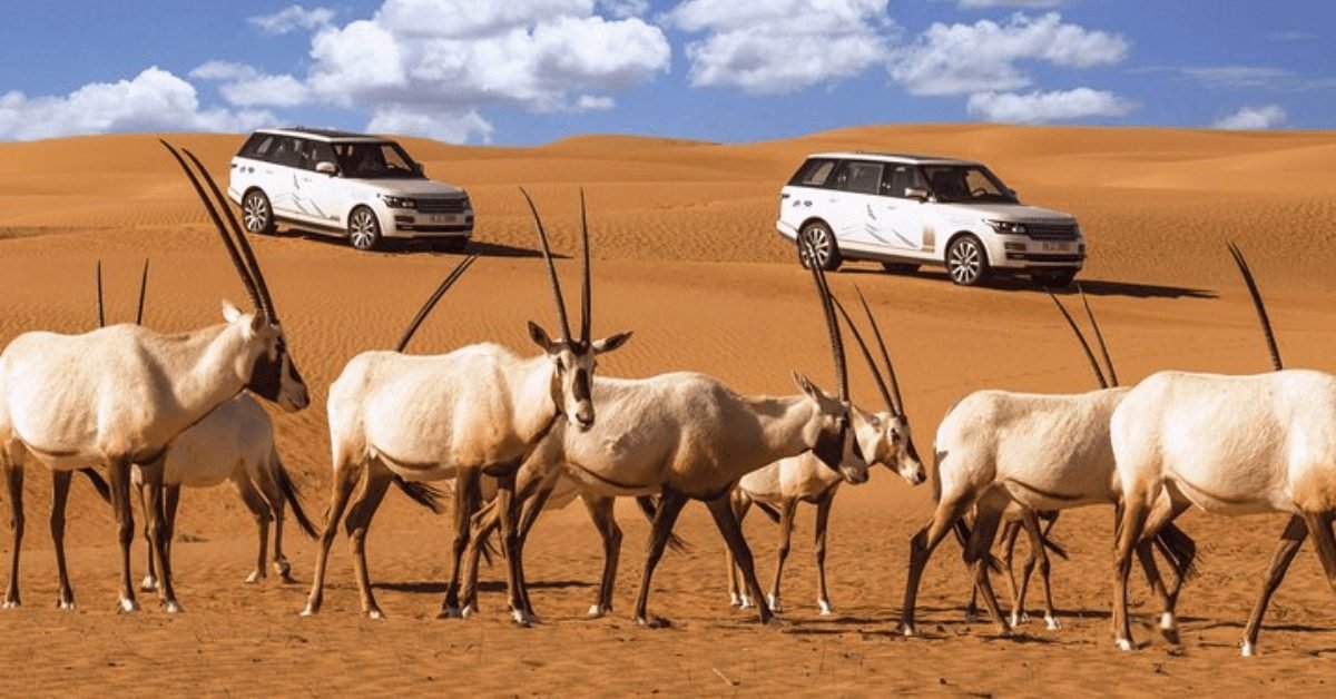 When to Visit the Dubai Desert Conservation Reserve During Your Safari?