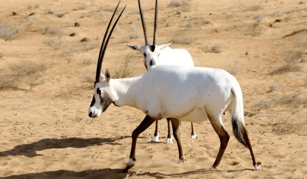 Threats to Wildlife in the Dubai Desert Safari Area