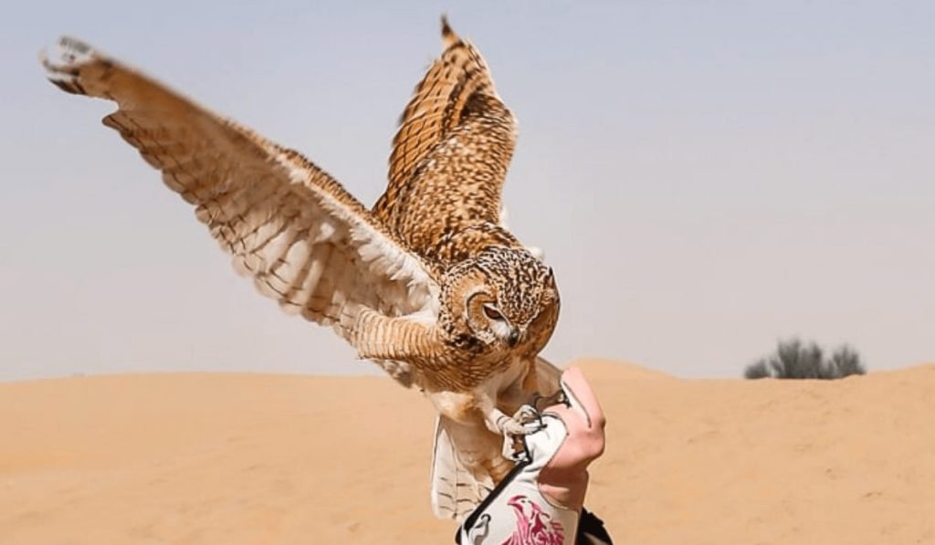 Bird watching in Dubai