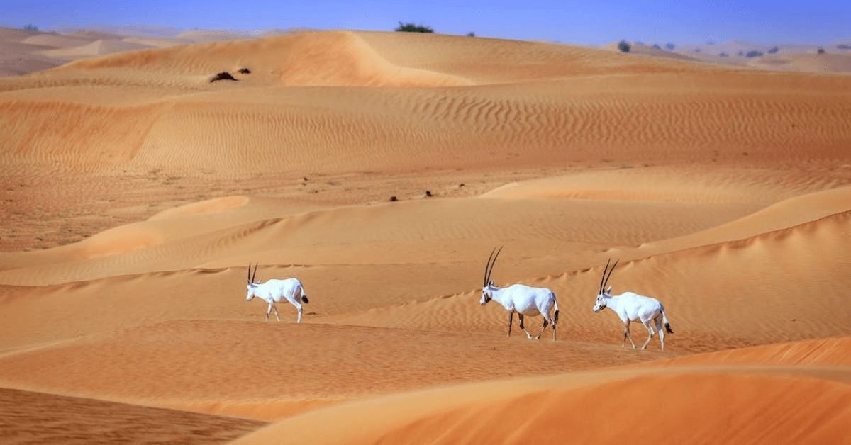 Dubai Desert Conservation Reserve Protecting the Natural Heritage