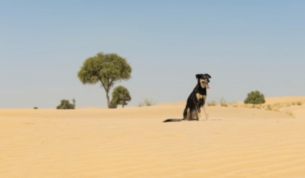 Pet Policies in Dubai