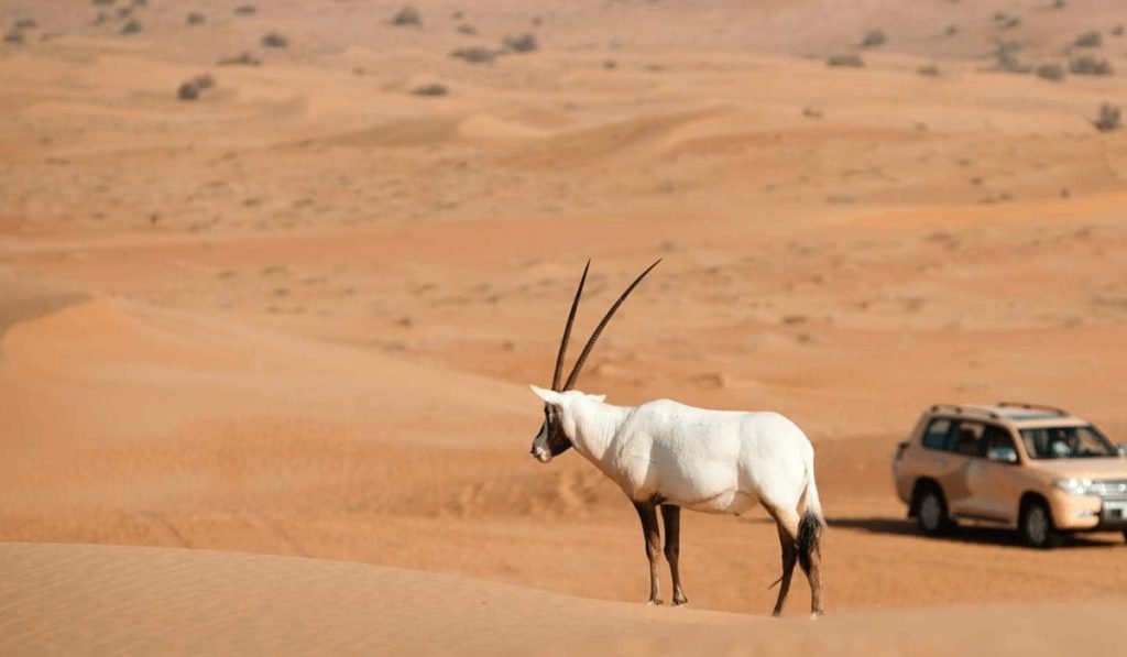 The Majestic Arabian Oryx