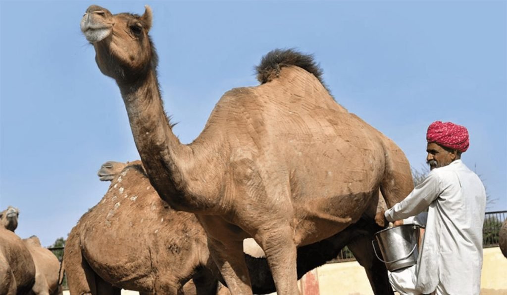 Traditional Significance of Camel Milk and Dates